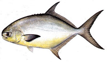 Pompano Fishing in the Tampa Bay Area
