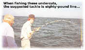 Fishing undercuts in the Tampa Bay Ship's Channel