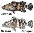 Other Grouper