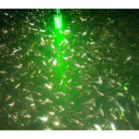 Fishing Lights