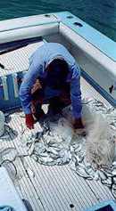 Live bait fishing at it's best