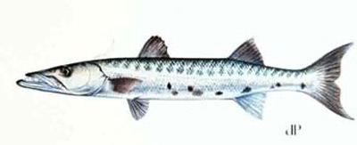 Barracuda