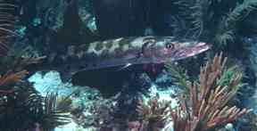 Great Barracuda