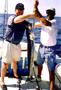 Great Barracuda