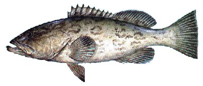 Grouper