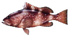 Red Grouper