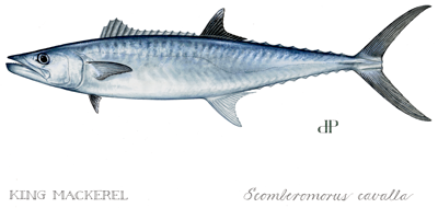King Mackerel